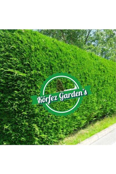 körfezgardens Leylandi Fidanı Cupressocyparis