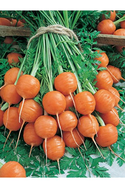 Tohum Dünyası 200 Adet Geleneksel Paris Yuvarlak Havuç Tohumu