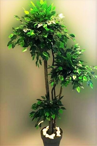 Genel Markalar Yapay Benjamin Ağacı 3 Gövdeli 1.80 Metre Boyunda Islak Doku B...