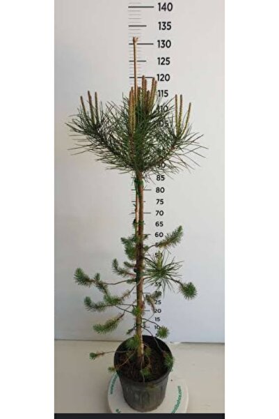 pine tree