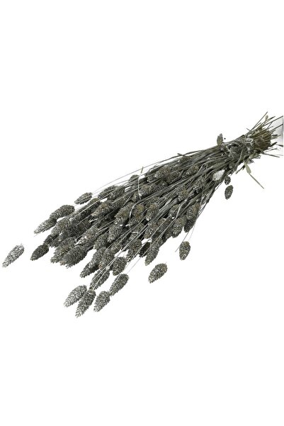 Hidden Botanics Kuru Çiçek Palaris Kuş Otu Gri Renk