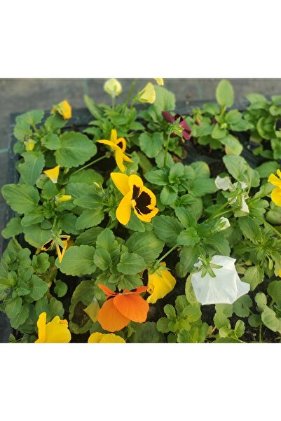 damla su çiçek Hercai Menekşe Fidesi Karışık Renk 8 Adet