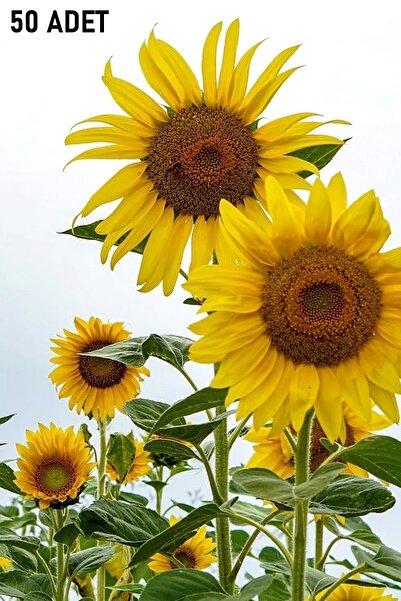 Tolgys Iri Yerli Ayçiçek Tohumu 50 Adet Tohum