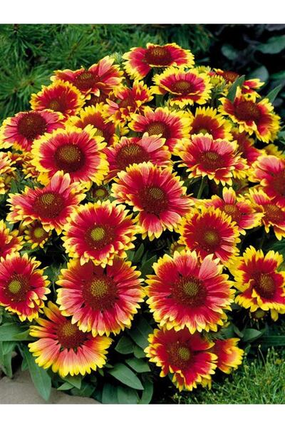 Köy Tohumları 50 Adet Tohum Nadir Tropik Ayyıldız Çiçek Tohumu Ay Yıldız Kır ...