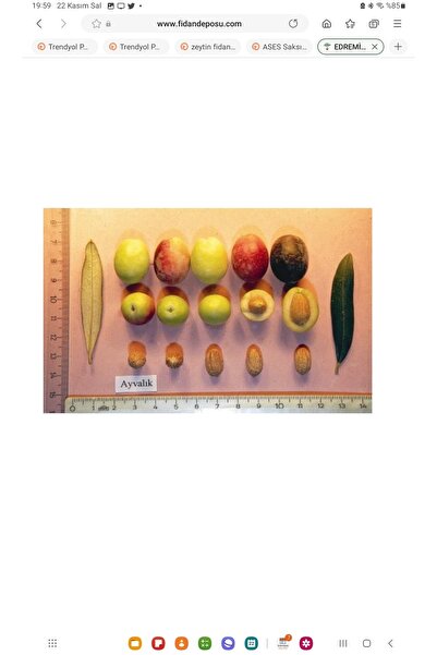 Edremit (Ayvalık) Olive Seedling for Oil 2 Years (80-100cm) 7-10 Pits