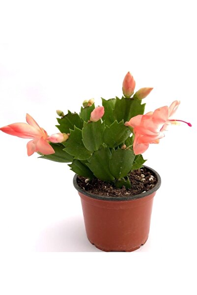 GoldLotus Schlumbergera - Yılbaşı Çiçeği 1 Adet Yavruağzı