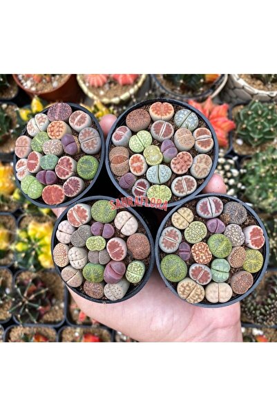 Genel Markalar Taş Kaktüs - Lithops Tohum Seti ( 50 Adet Tohum )