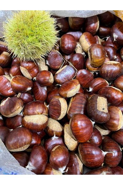 Demirciköy Çiftlik Simav Kestanesi Duble Boy 2000 gr 2025 Hasat (M.SARIALTIN MAĞAZA HARİCİ SATICILARA ITİBAR ETMEYİN)