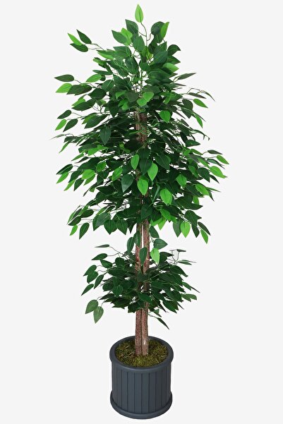 Yapay Çiçek Deposu Oval Çıtalı Saksıda Yapay Benjamin Ağacı 150 cm Yeşil Yeşil
