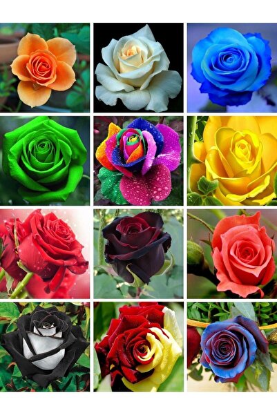 Köy Tohumları 10 Adet Tohum Nadir Karışık Gül Tohumu Organik Bahçe Gülü Sürpr...