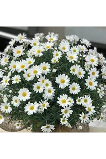 Köy Tohumları 100 Adet Tohum Nadir Organik Doğal Yayılıcı Beyaz Kır Papatyası...