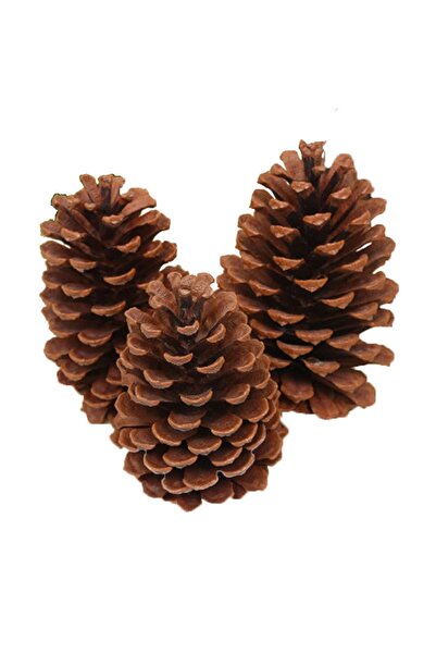 Evimzo Doğal Boyasız Büyük Boy Kozalak Yılbaşı Yemek Masası Süsü (13-16 CM)