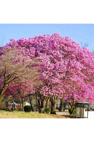 ANADOLUPLANT Şans Ağacı Pembe Çiçekli Kokulu Paulownia Tohumu (100 Adet)