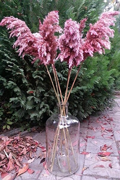 cayon 8'li Büyük Demet Pampas Pembe 100cm Boyunda
