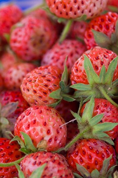 Tolgys Kokulu Osmanlı Çileği Tohumu / 20 Adet Çilek Tohumu