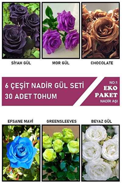 Tolgys Siyah, Mor, Chocolate, Mavi, Yeşil, Beyaz 6 Çeşit Nadir Gül Tohumu / 3...