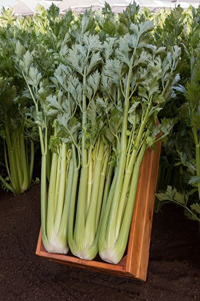 Tolgys Utah Sap Kereviz Tohumu / 20 Adet Kereviz Tohumu