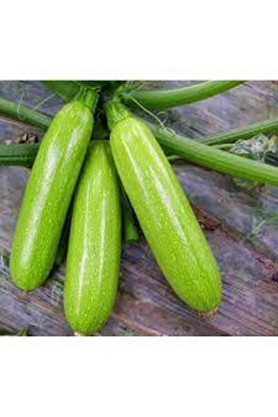 Köy Tohumları 25 Adet Tohum Organik Bahçe Beyaz Dolmalık Kabak Tohumu Yemekli...