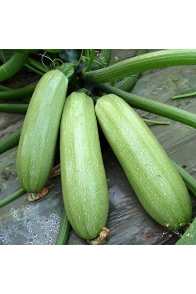 Köy Tohumları 50 Adet Tohum Nadir Kolsuz Yeşil Beyaz Kabak Tohumu Organik Ata...