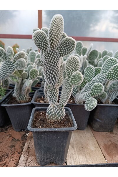 PLANTİS BOTANİK Opuntia Microdasys Albispina Tavşan Kulağı Beyaz 9 Cm Saksılı...
