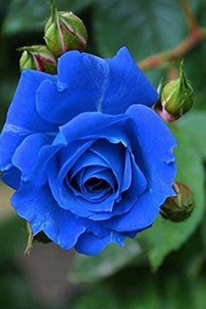 Genel Markalar Aşı Mavi Gül Tohumu / 5 Adet