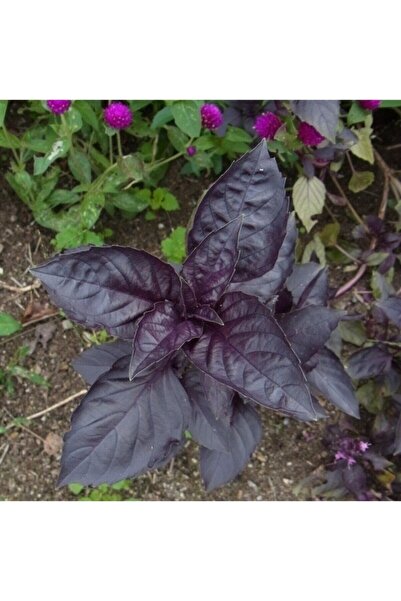 Köy Tohumları 100 Adet Tohum Nadir Mis Kokulu Mor Fesleğen Dağ Çiçeği Hobi Ba...