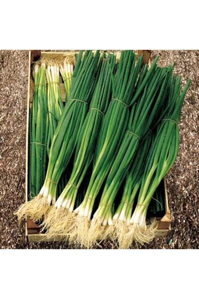 Köy Tohumları 300 Adet Tohum Nadir Acısız Taze Firik Yeşil Soğan Tohumu Organ...