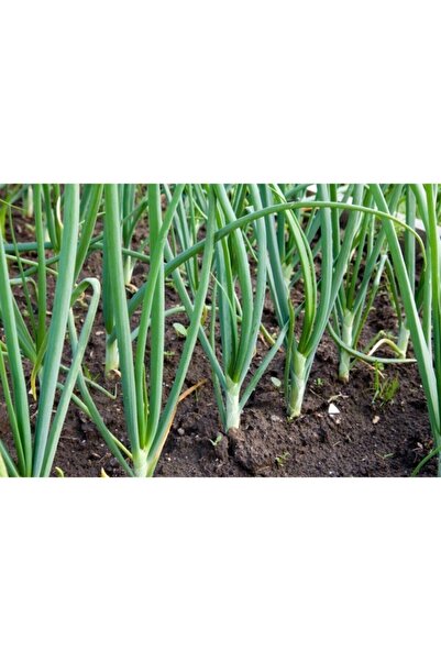 Köy Tohumları 200 Adet Tohum Organik Taze Tohum Saksılık Bahçelik Yeşil Acısı...