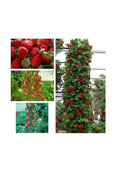 Köy Tohumları 100 Adet Tohum Nadir Kokulu Alman Iri Sırık Çilek Tohumu Taze H...