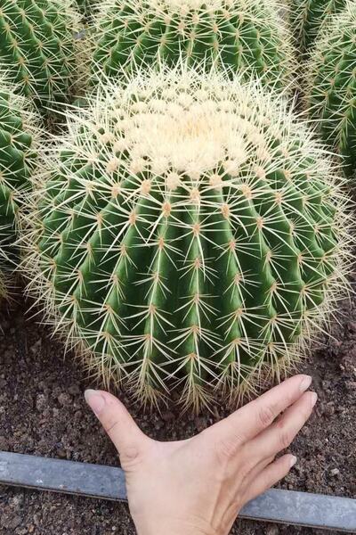 Tolgys Echinocactus Grusonii Altıntop Kaktüs Tohumu / 5 Adet Tohum