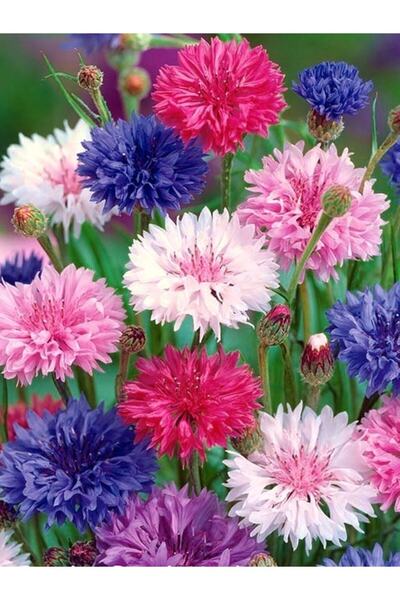 Köy Tohumları 15 Adet Tohum Nadir Yabani Karışık Kır Kontur Kontor Çiçeği Toh...