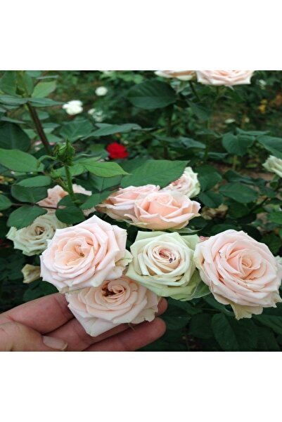 Genel Markalar 1 Adet Açık Kök Gül Fidanı Krem Beyazı Aşılı Gül Fidan Kokulu ...