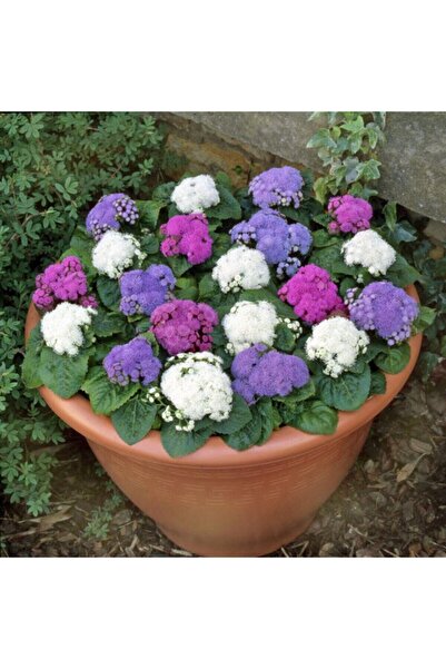 Köy Tohumları 50 Adet Tohum Nadir Karışık Renkli Vapur Dumanı Çiçeği Tohumu S...