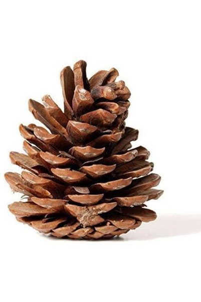 RUSTİKEVDECORART Natural Pine Tree Decorative Gift New Year's Party Ornament Natural Cone Set 20 Pieces
