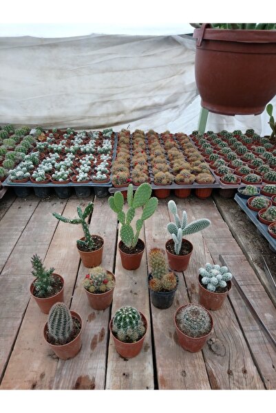 PLANTİS BOTANİK Kaktüs Set 10 Adet 10 Çeşit