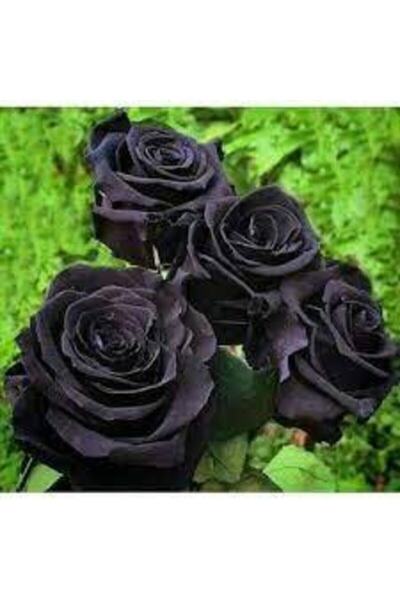 Köy Tohumları 10 Adet Tohum Nadir Bulunan Kara Gül Siyah Bahçe Gülü Orjinal D...