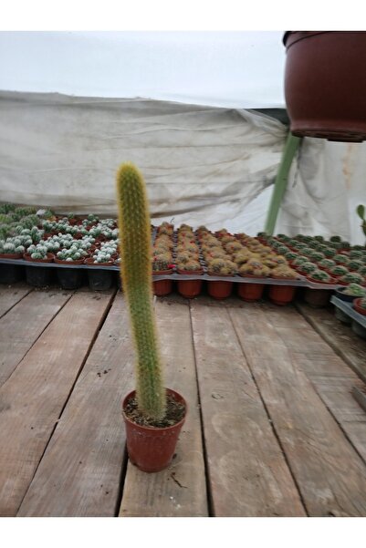 PLANTİS BOTANİK Hildewintera Aureispina Maymun Kuyruğu 5,5 Cm Saksılı Kaktüs