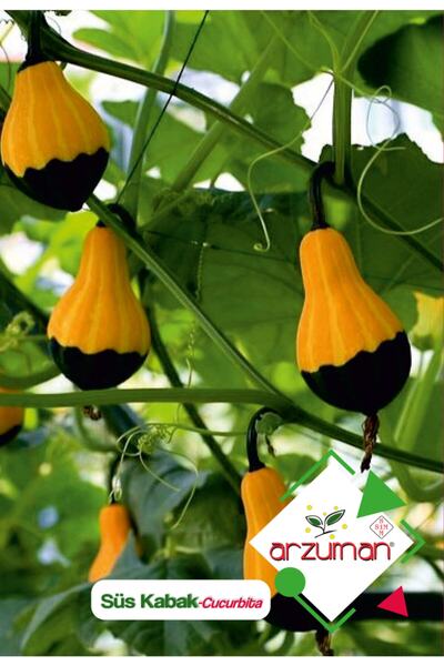 Arzuman Süs Kabağı (cucurbita P.) Çiçek Tohumu 10 Adet