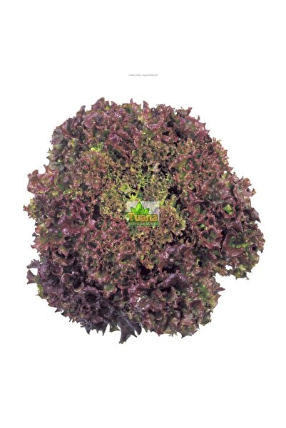 Arzuman Tohum Kırmızı Kıvırcık Marul Tohumu 2500 Adet