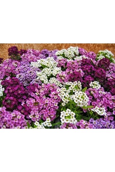 GARDENYA TOHUMCULUK 15-20 Adet Alisyum Çiçeği Tohumu