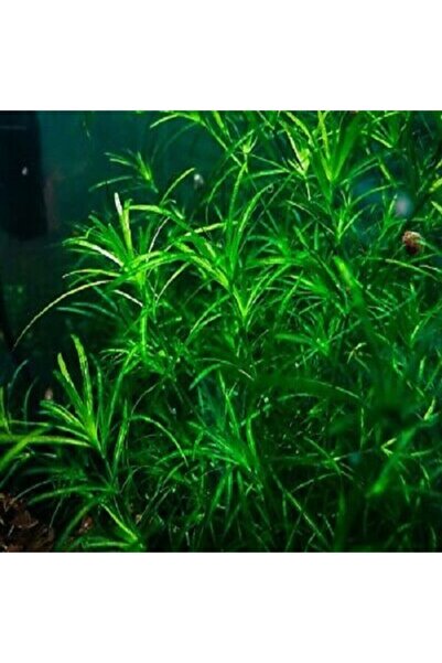 BIO AQUATIC Najas Guadalupensis 3 Adet Lepistes Otu Guppy Grass