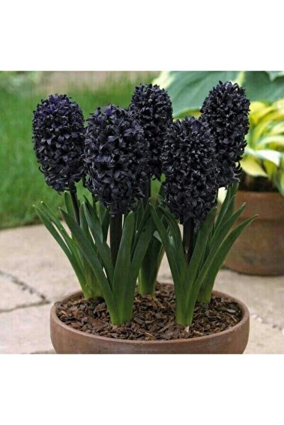 Köy Tohumları 20 Adet Tohum Nadir Siyah Sümbül Çiçeği Tohumu Soğan Değil Tohumdur Saksı Toprak Hediyemiz