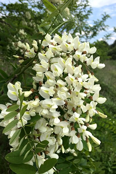 Genel Markalar Look Beyaz Salkım Akasya Ağacı Tohumu / 5 Adet Tohum TH-2022dshnglkthm231