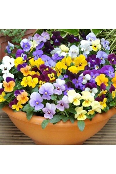 Köy Tohumları 20 Adet Tohum Nadir Hercai Menekşe Çiçeği Tohumu Organik Taze H...