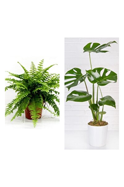 serada decor & plant Aşk Merdiveni Fujer Askılı Saksıda/deve Tabanı 60 Cm 2'l...