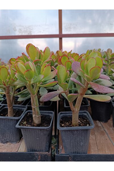 PLANTİS BOTANİK Crassula Ovata Hummel Sunset 9 Cm Saksılı Para Ağacı Sukulent