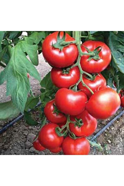 Köy Tohumları 100 Adet Tohum Taze Organik Bahçe Sırık Domates Tohumu Yeni Sez...