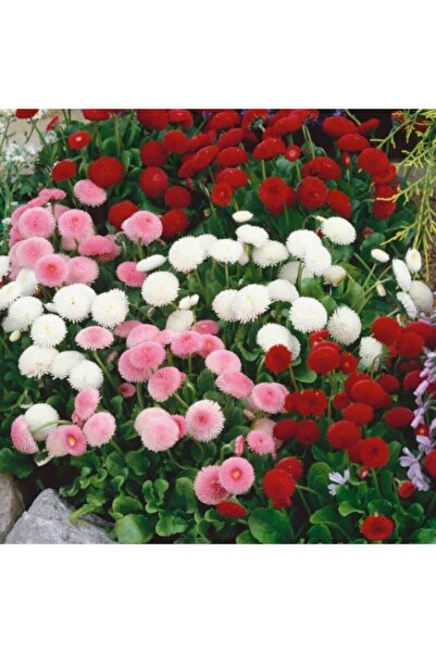 Köy Tohumları 15 Adet Tohum Karışık Renkli Şeker Tabağı Çiçeği Çiçek Tohumu O...