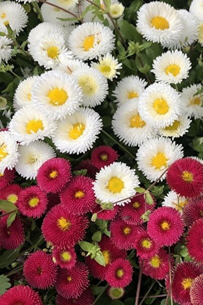 Köy Tohumları 25 Adet Tohum Nadir Bulunan Şeker Tabağı Çiçeği Çiçek Tohumu Ye...