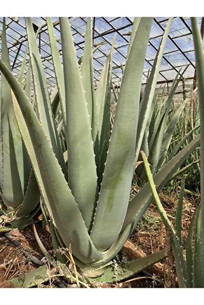 FidanBudur Aloe Barbadensis Miller Stockton, Çok Büyüyen Aloe Vera Bitkisi Fidesi 25 Cm Saksısız Köklü